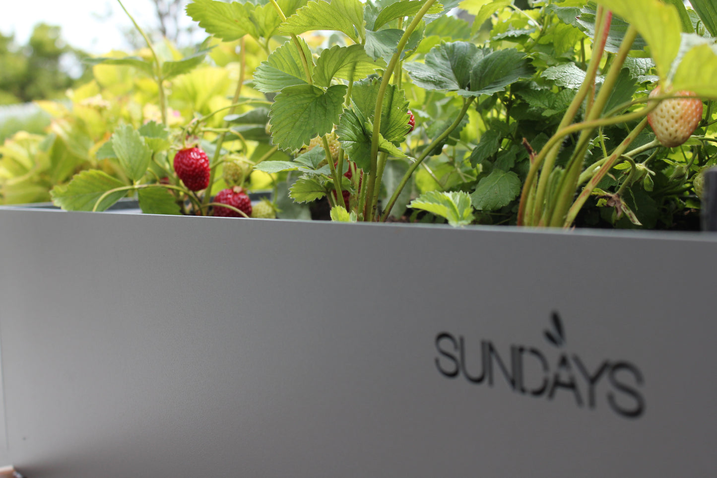 Frame Planter